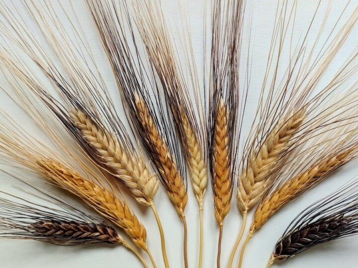 Grani antichi siciliani, nasce la rete per la filiera