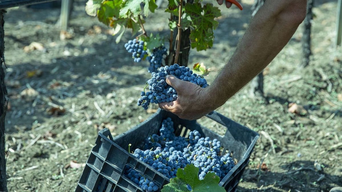 Nasce “V-Lab”, l’osservatorio siciliano sulle tecniche agronomiche dell’uva