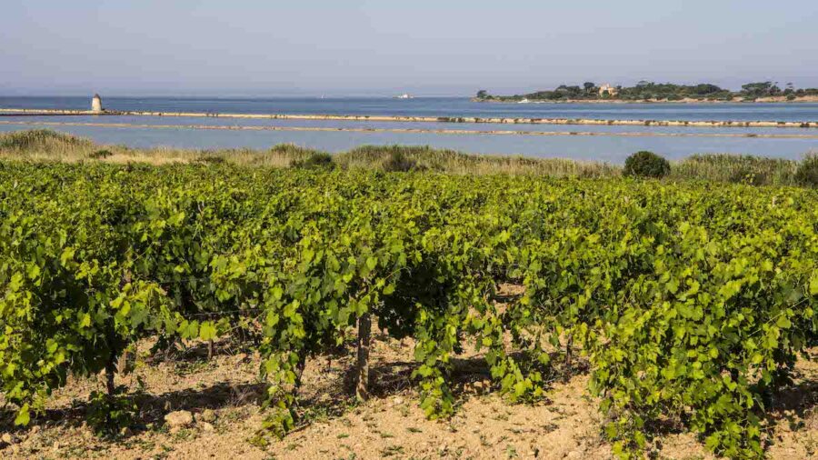 vigneto Grillo
