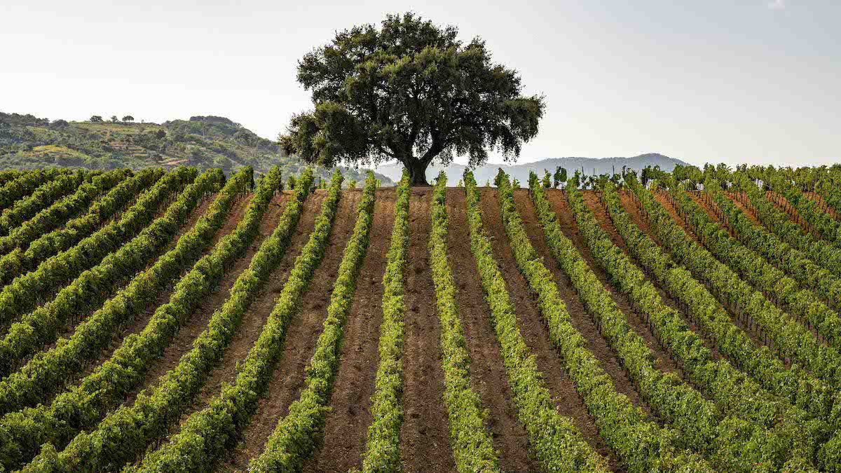 Consorzio Doc Sicilia, tutela della biodiversità nei campi del germoplasma