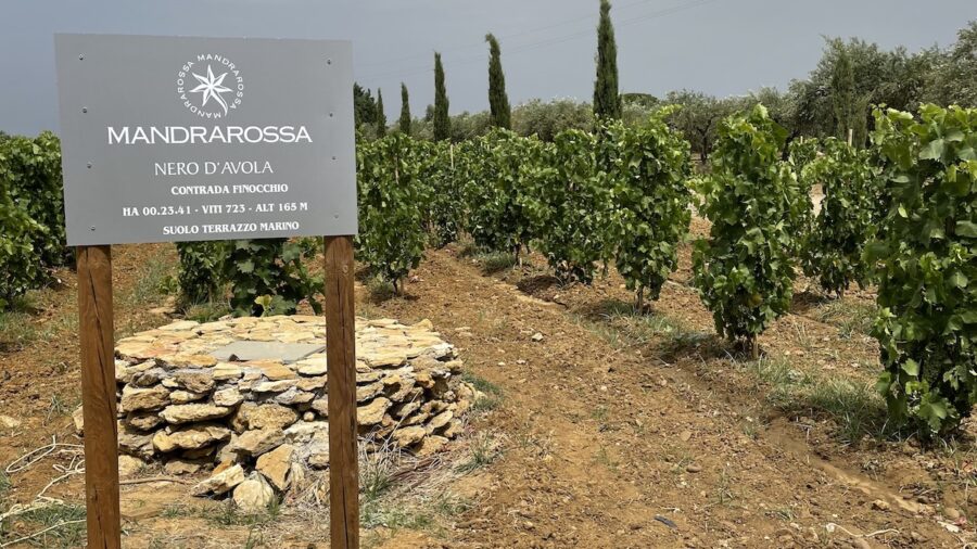 vigneto Mandrarossa