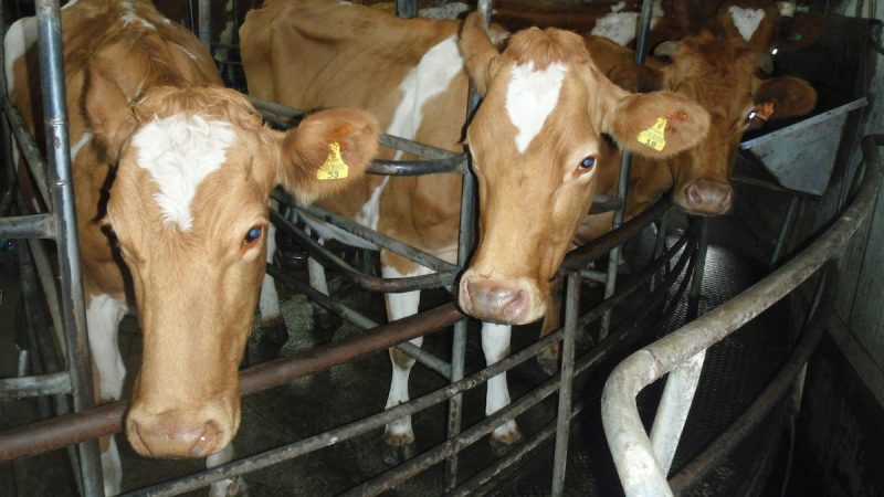 Crisi, 50 milioni di euro a bando per aiuti ad agricoltori e allevatori