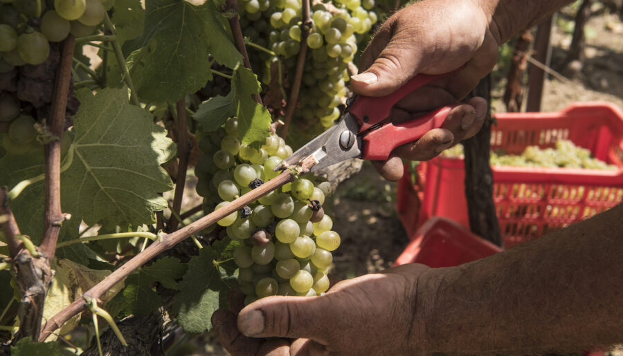 vendemmia