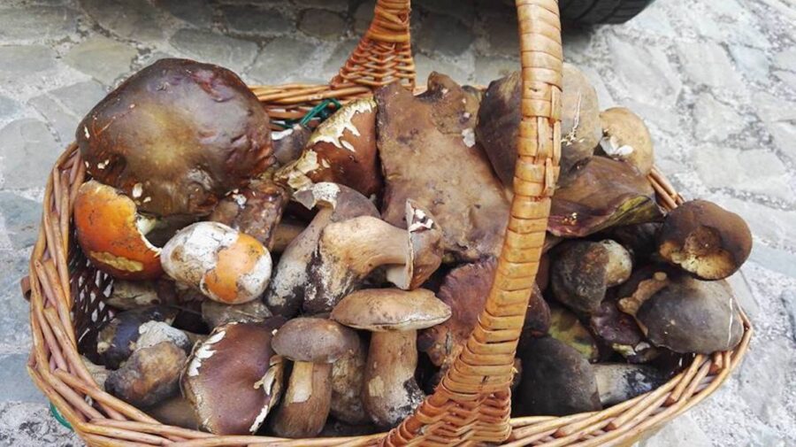 cesto funghi