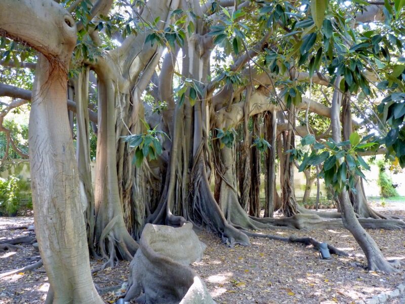 alberi monumentali