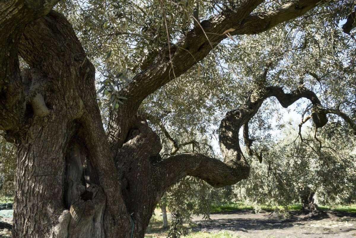 Chiaramonte Gulfi, al via la campagna “Teniamo puliti gli uliveti iblei”