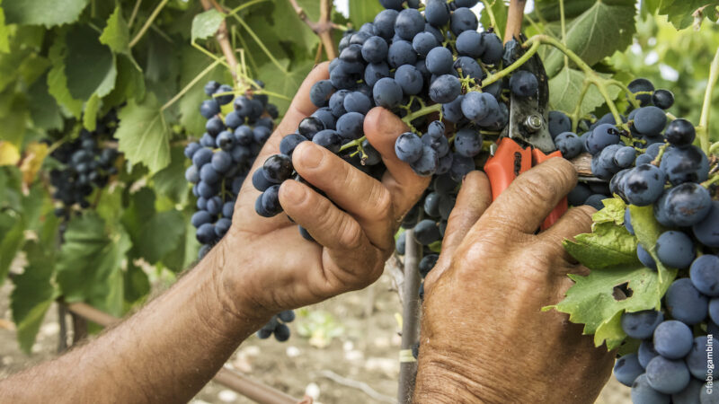 Enologi e produttori: per la Sicilia vendemmia 2022 da ricordare