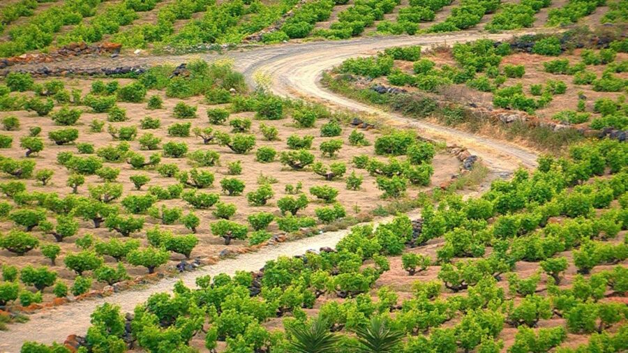 Doc Pantelleria vigneti