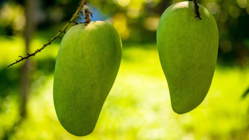 Mango, convegno a Palermo su innovazione genetica e colturale