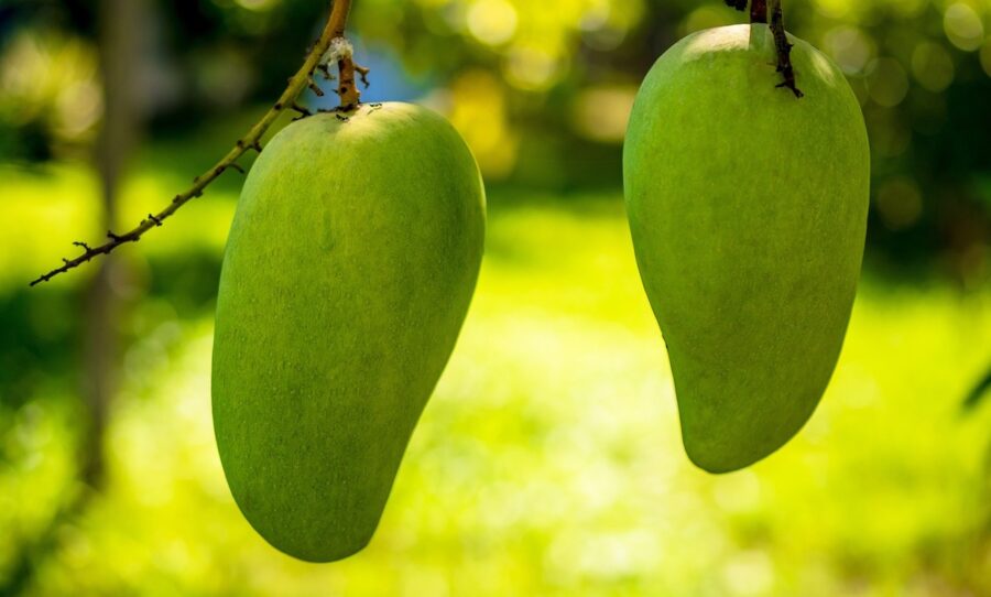 mango