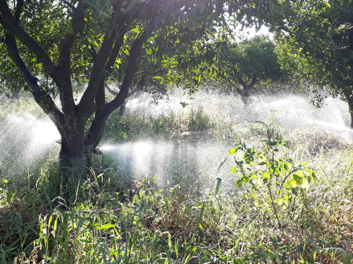 irrigazione a baffo