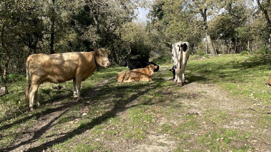 allevatori unità di crisi