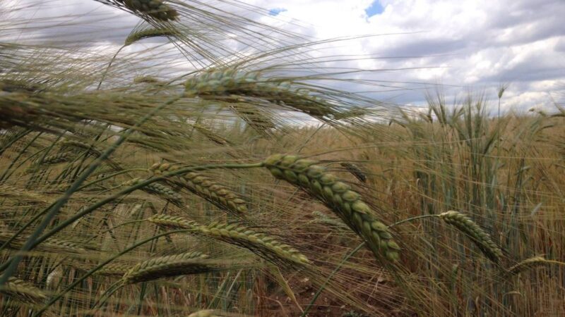 “Filigrane”, focus su miscugli evolutivi per nuove filiere cerealicole