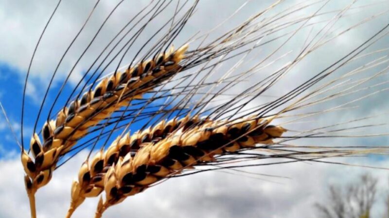 Grani antichi siciliani più resilienti e proteici dei moderni