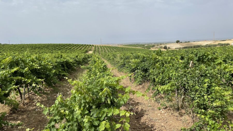 Assovini Sicilia