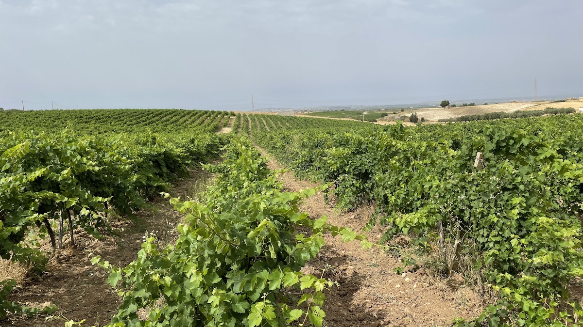 Al Vinitaly 2023 Assovini Sicilia presenta il nuovo volto dell’Isola