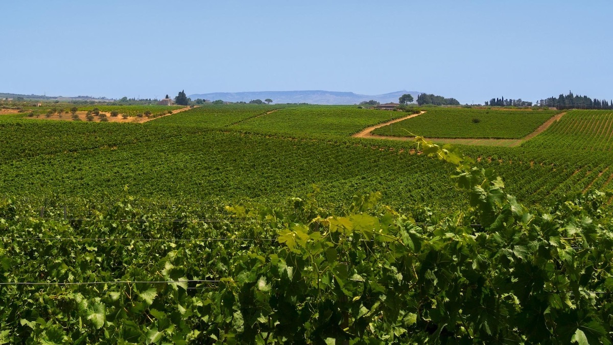 Inycon e le sue Contrade, a Menfi una tre giorni dedicata al vino