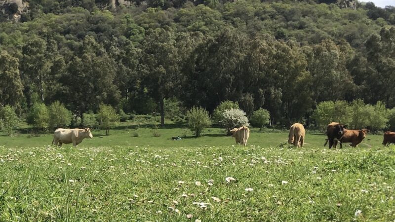 Psr Sicilia, riattivati bandi su misure agroclimatiche e Natura 2000