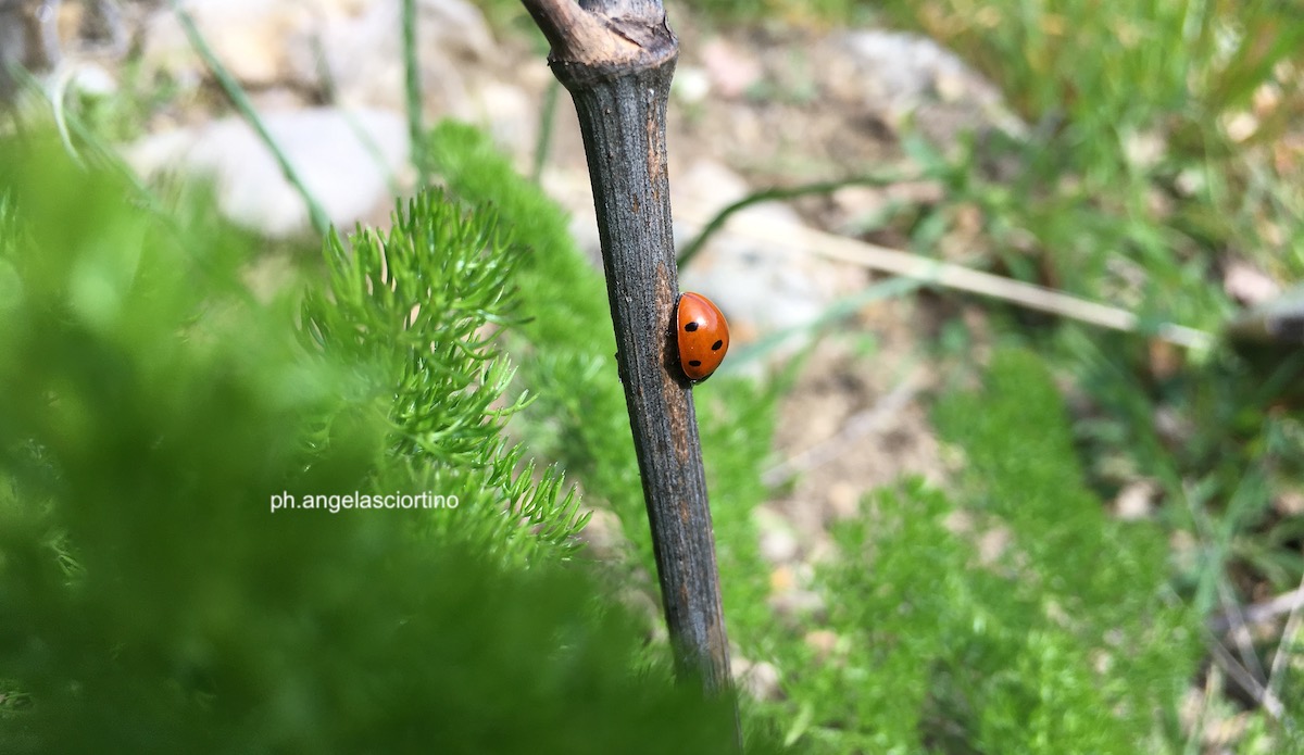 Agroecologia, l’Ars vota la legge ma poi resta ferma al palo