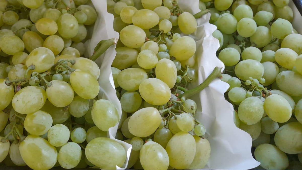 Uva da tavola, stato di crisi per Igp di Mazzarrone e Canicattì