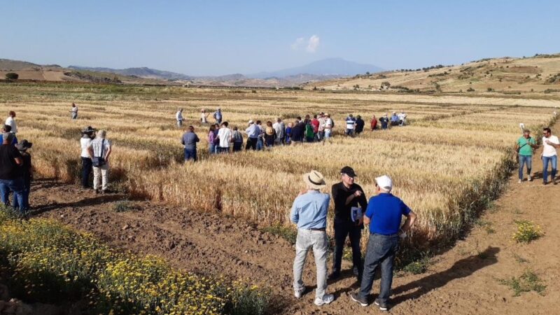 Azienda Libertinia, il Crea organizza visita ai campi sperimentali