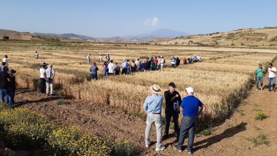 campi sperimentali Libertinia