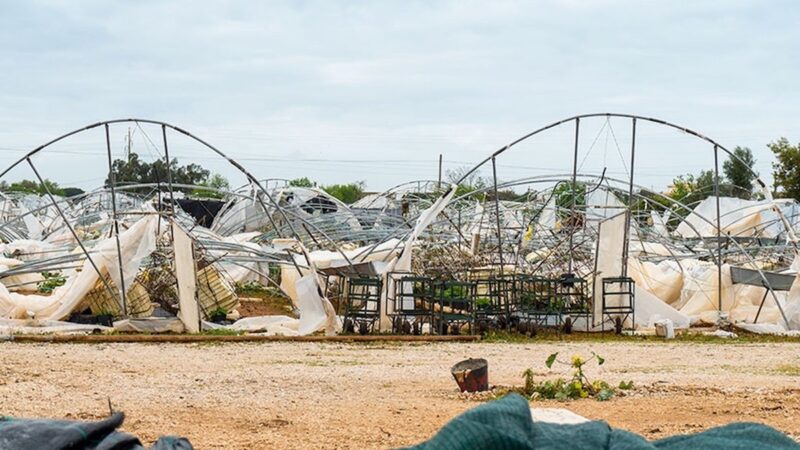 Danni a colture primaverili-estive, in Sicilia raccolto decimato