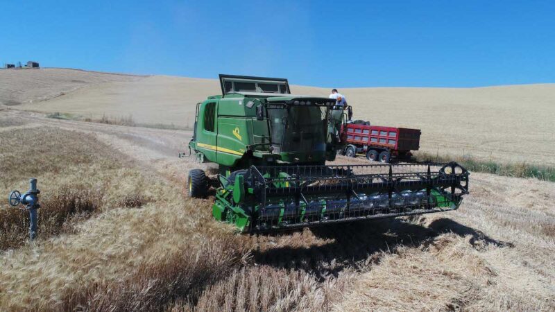 E se non riapprovassero il glifosate? I timori dei cerealicoltori siciliani