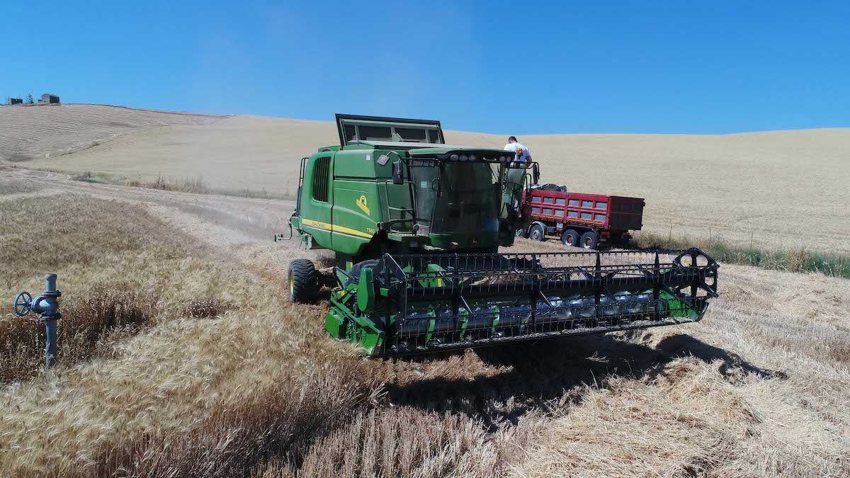 E se non riapprovassero il glifosate? I timori dei cerealicoltori siciliani