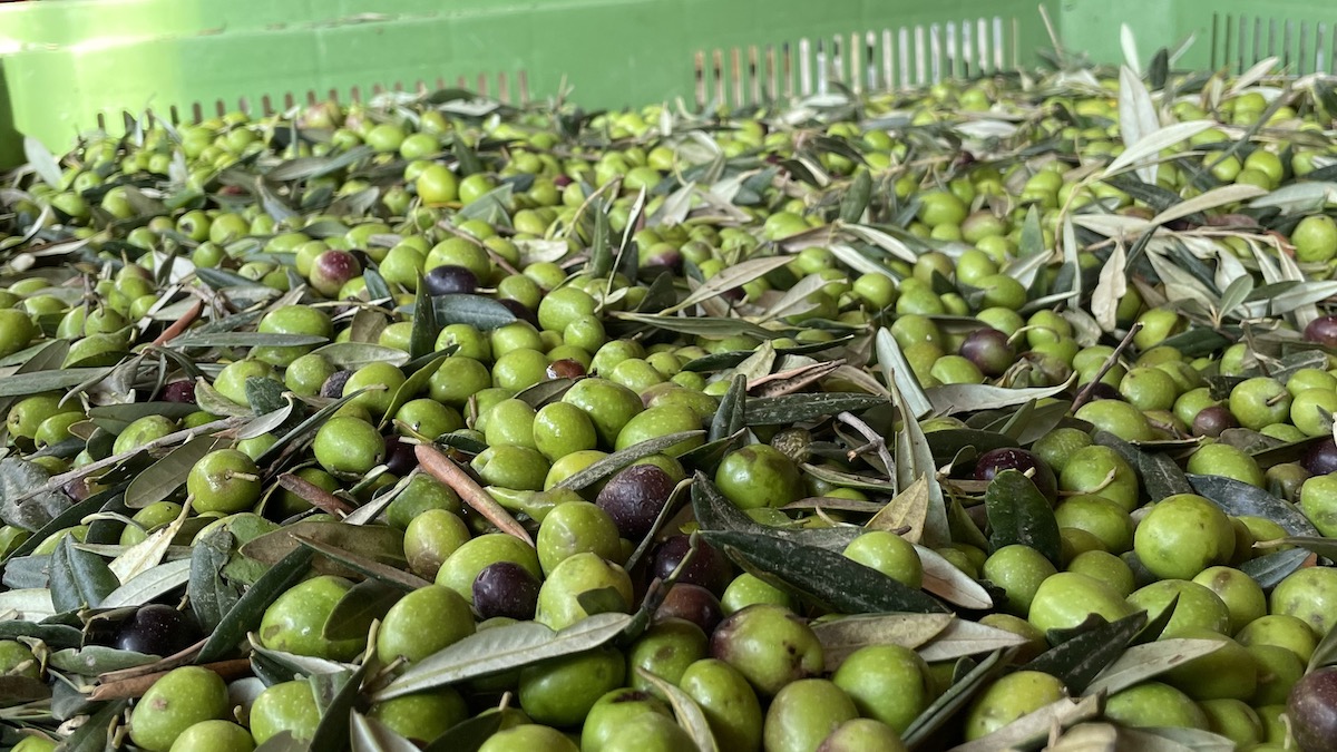 In.Mi.Qu.Oil, il progetto per migliorare la qualità della filiera olivicola