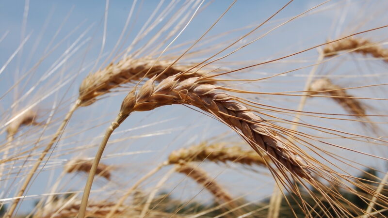 FiSiPro e Sfinge, innovazioni per la filiera dei grani antichi siciliani