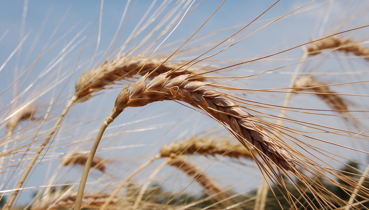 FiSiPro e Sfinge, innovazioni per la filiera dei grani antichi siciliani