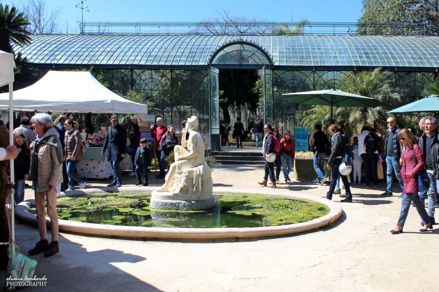 zagara di primavera