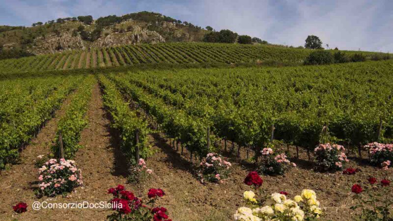 Un nuovo piano vitivinicolo regionale per la Sicilia. Insediato il gruppo di lavoro