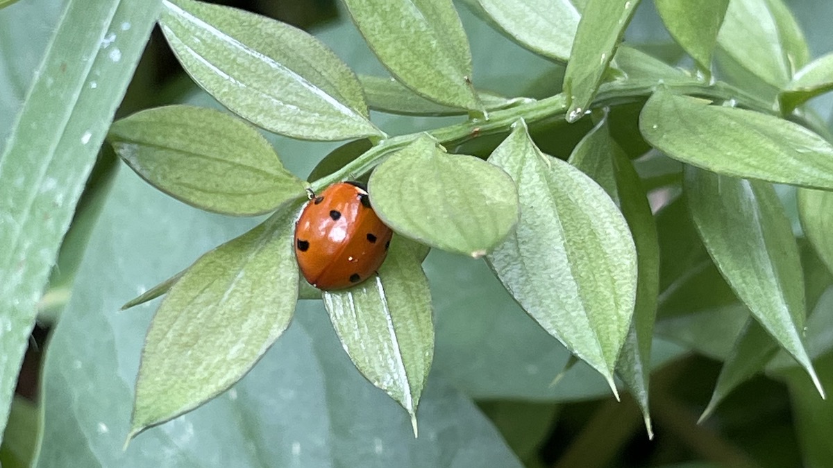 Palermo ospita il Congresso nazionale di entomologia