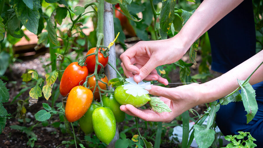 Sensori_piante_pomodoro