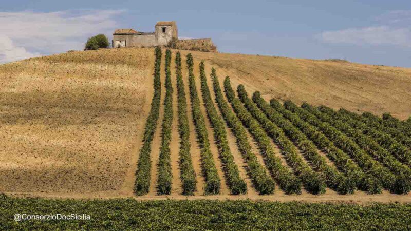 Grillo superstar, cresce ancora il vino ambasciatore della Sicilia