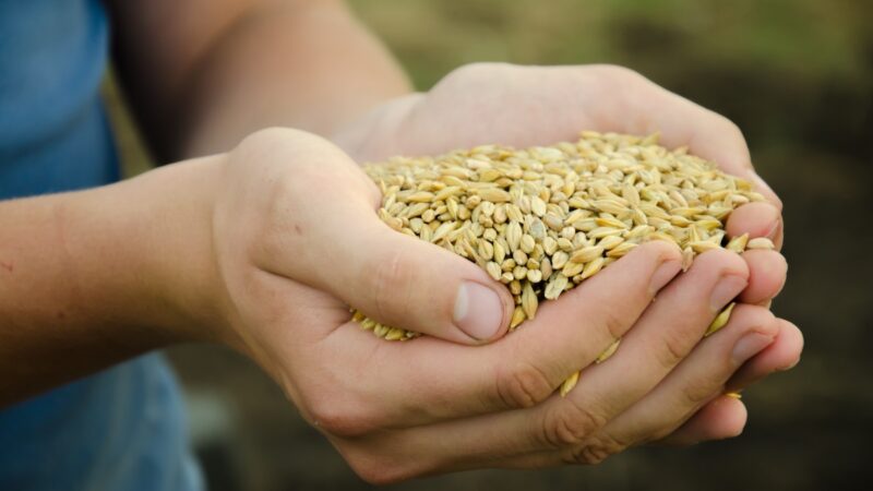 A Camporeale debutta “Triticum” dedicato a cereali e legumi