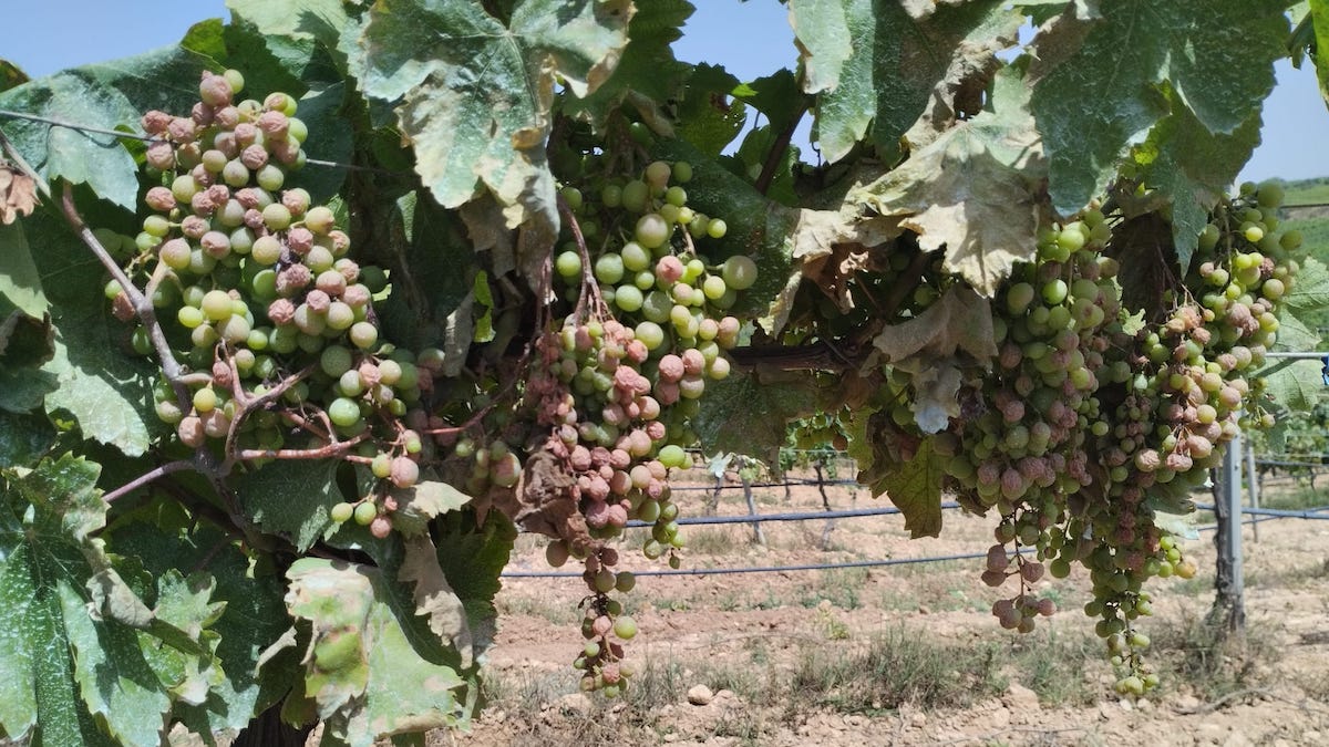 Peronospora e caldo torrido, in Sicilia vendemmia a rischio