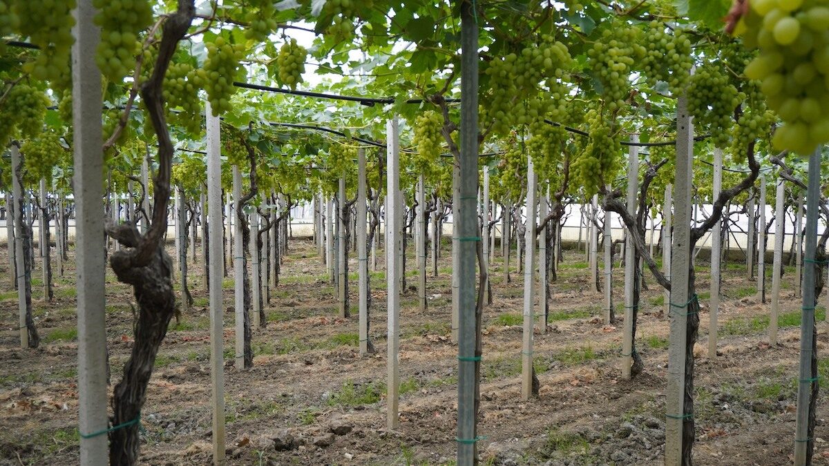 Caldo torrido su uva da tavola e da mosto, Cia Sicilia: è calamità naturale