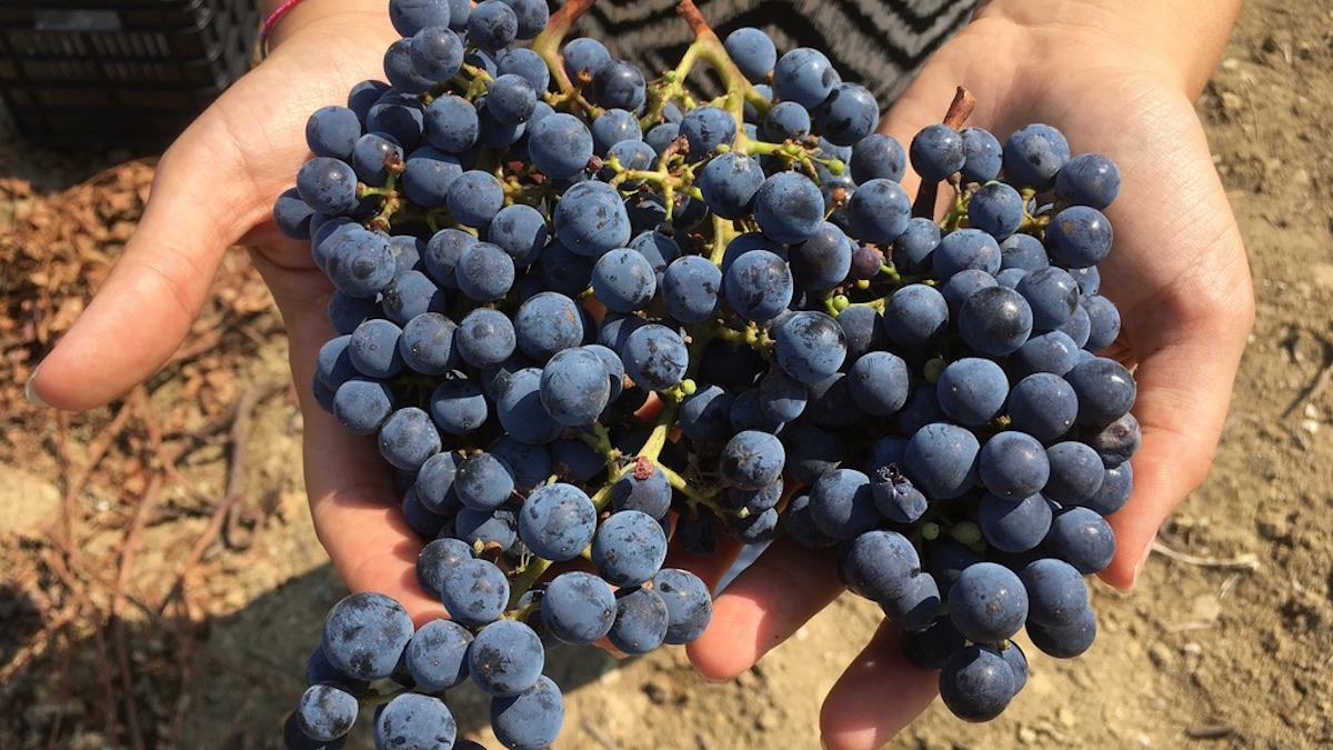 Ok a vendemmia turistica, firmato l’accordo tra Inps e Città del Vino