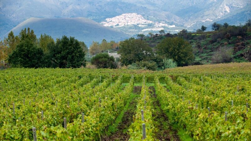Etna Doc, cresce l’imbottigliato nel primo semestre 2023