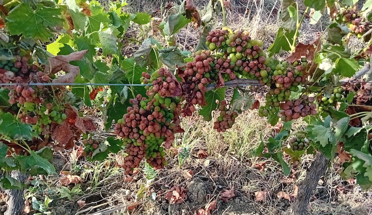 Danni da peronospora, Cia: un milione di euro non basta