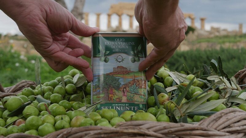 Archeo-olivicoltura a Selinunte, così nasce l’olio bio del parco
