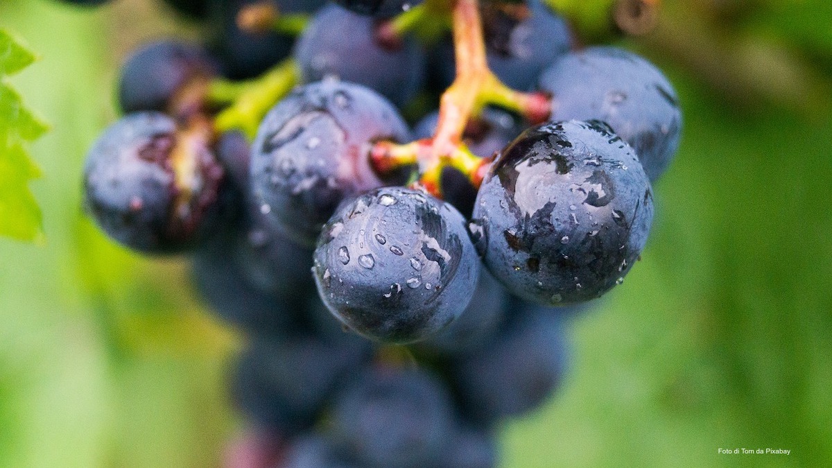 Distillazione di crisi, in Sicilia in fumo 200 mila ettolitri di vino