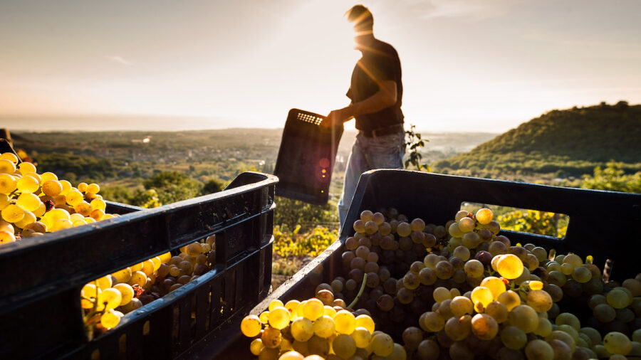 vendemmia 2023