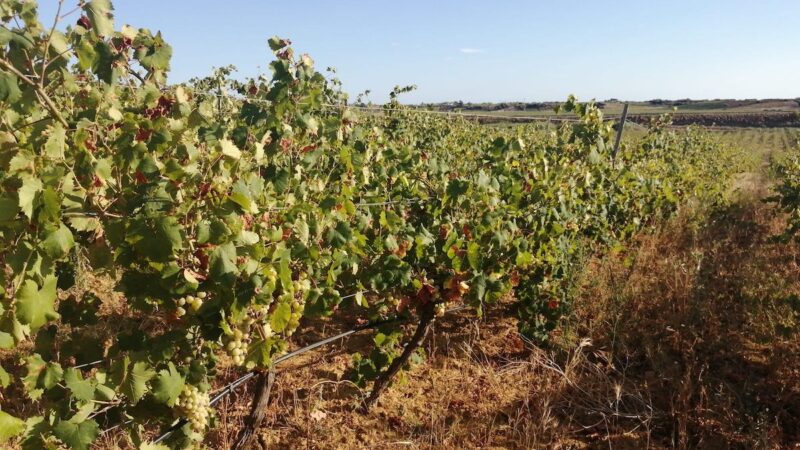 Sicilia, vendemmia 2023 da archiviare in fretta