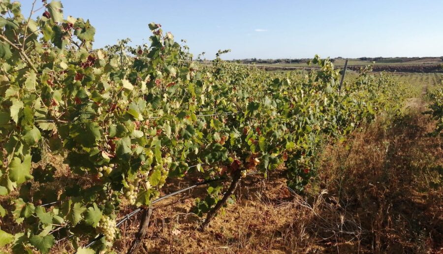 vendemmia 2023