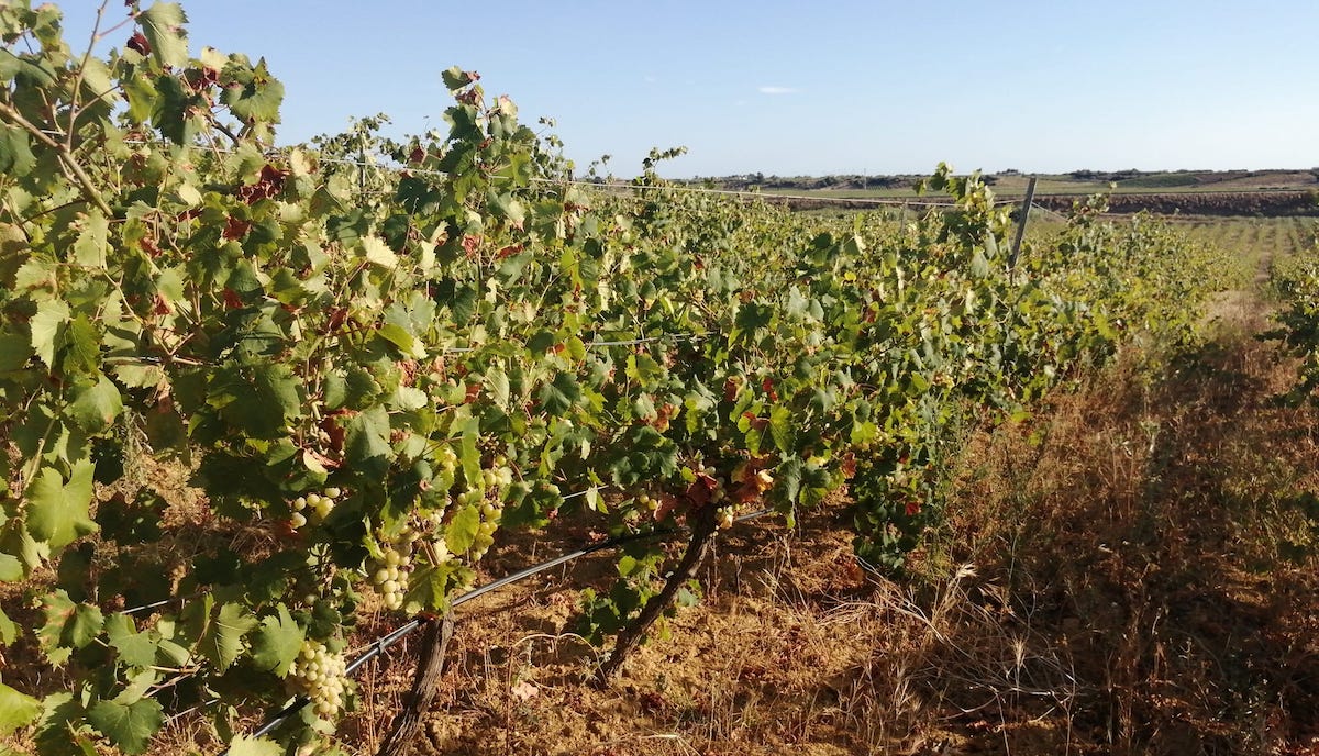 Sicilia, vendemmia 2023 da archiviare in fretta