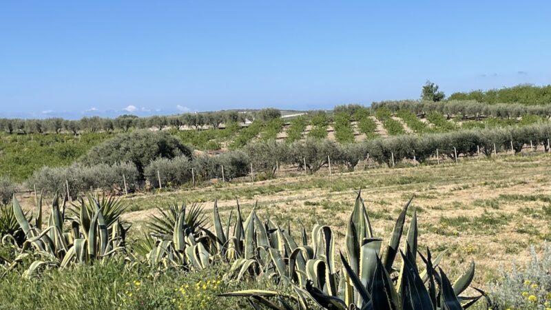 Investimenti agricoli, nuovo prezziario e tabella dei costi standard